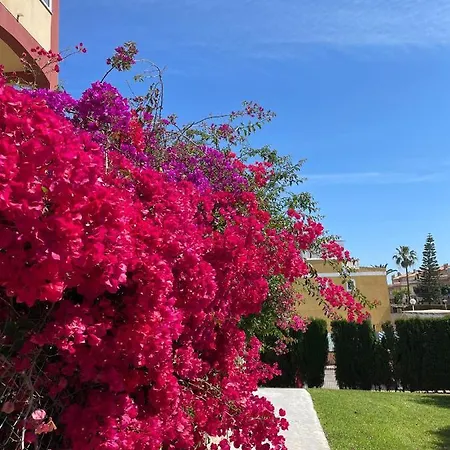 Stunning Two Bedroom, One Bathroom In La Mata, * 또레비에하